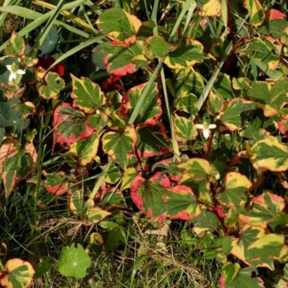 Chameleon Plant Groundcover 30 plants $20 - Picture 5 of 6
